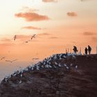 Basstölpel auf Helgoland bei Sonnenuntergang