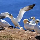 Basstölpel auf Helgoland....