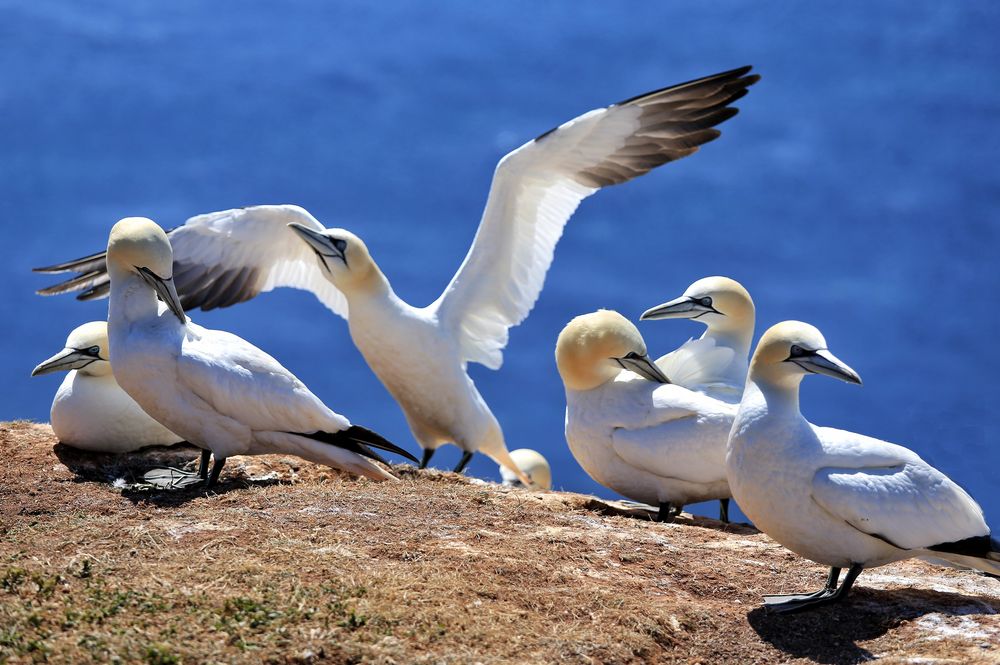 Basstölpel auf Helgoland....