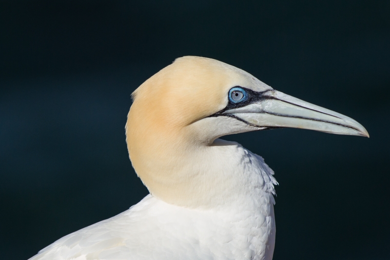 Basstölpel auf Helgoland