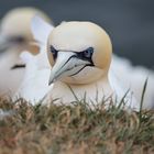 Basstölpel auf Helgoland