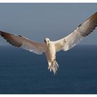 Basstölpel auf Helgoland