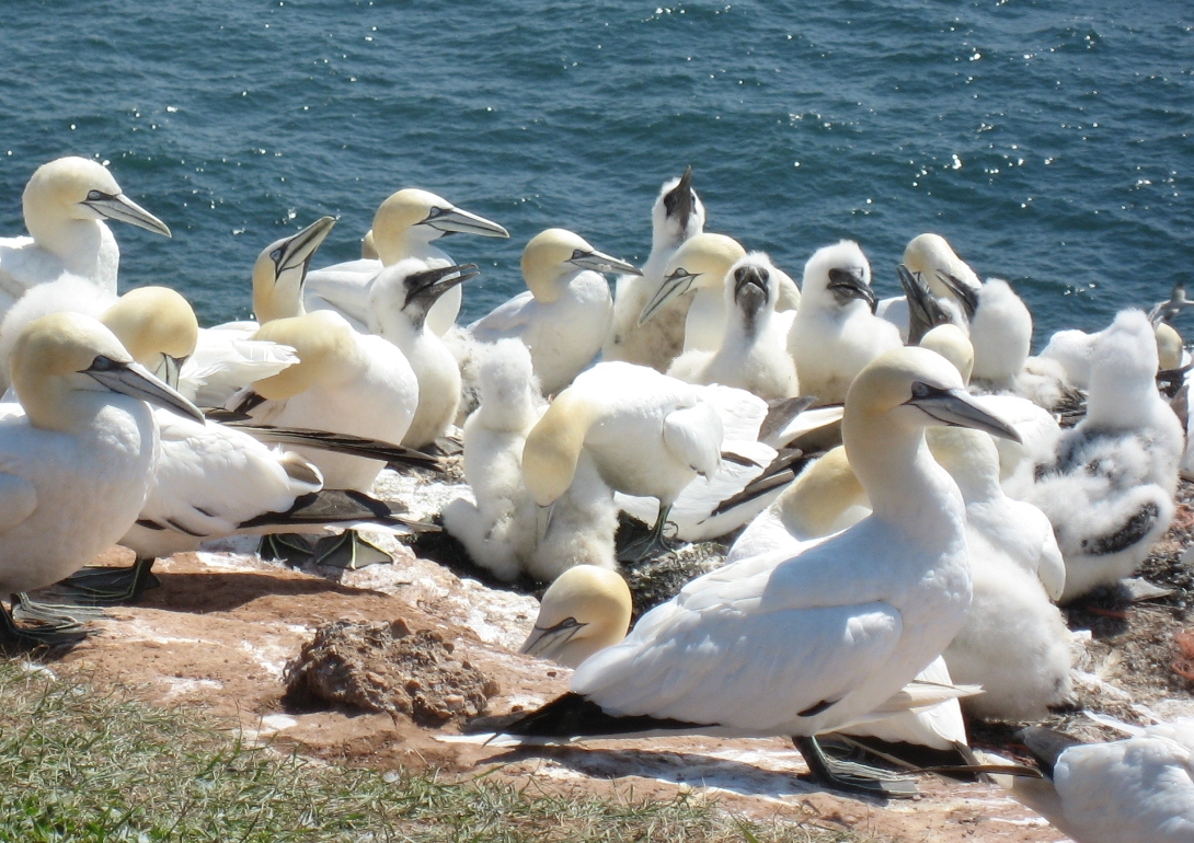 Basstölpel auf Helgoland