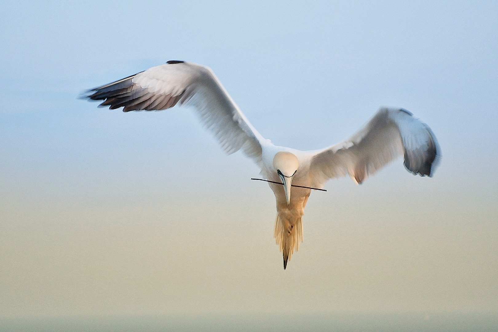 Basstölpel auf Helgoland 