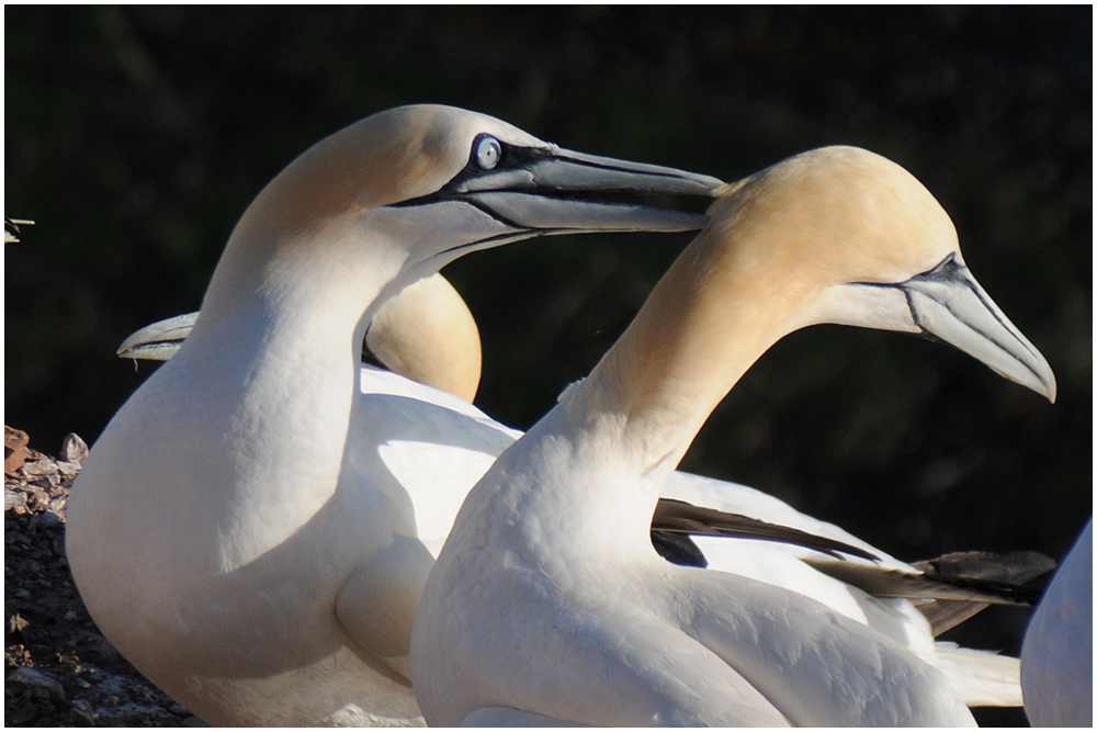 Basstölpel auf Helgoland