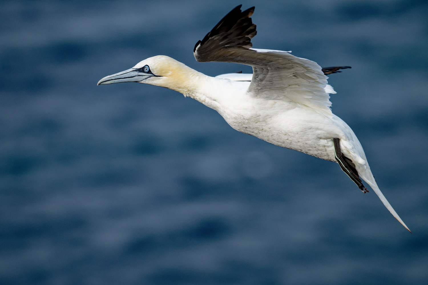 Basstölpel auf Helgoland