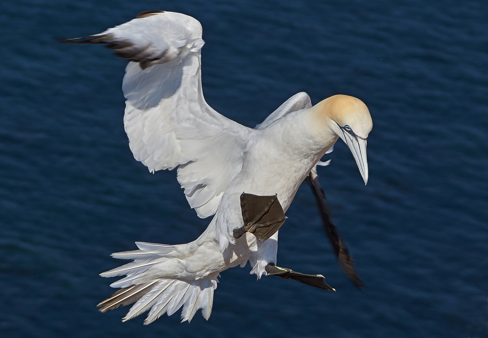 Basstölpel auf Helgoland