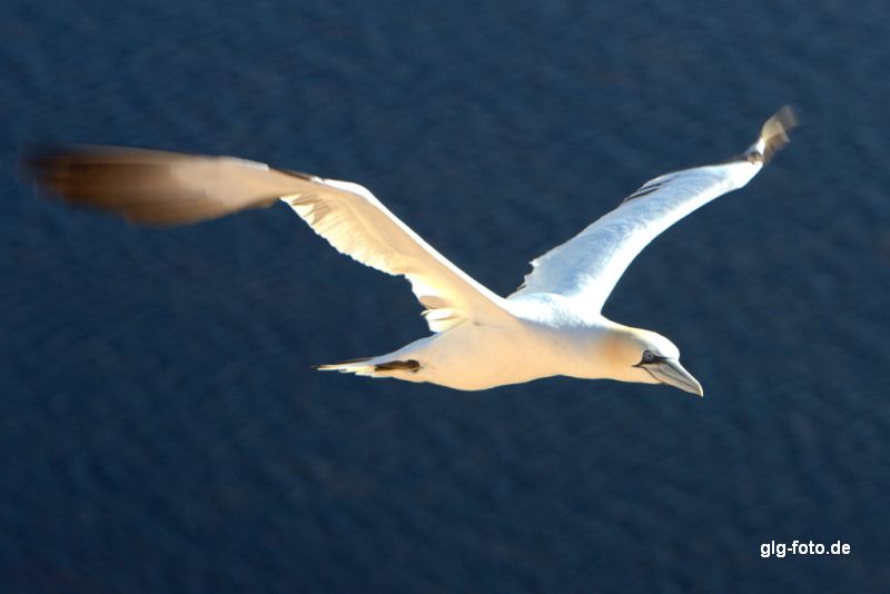 Basstölpel auf Helgoland