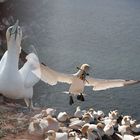 Basstölpel auf Helgoland