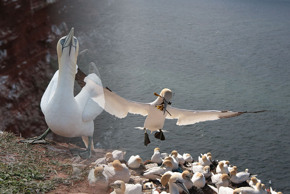 Basstölpel auf Helgoland