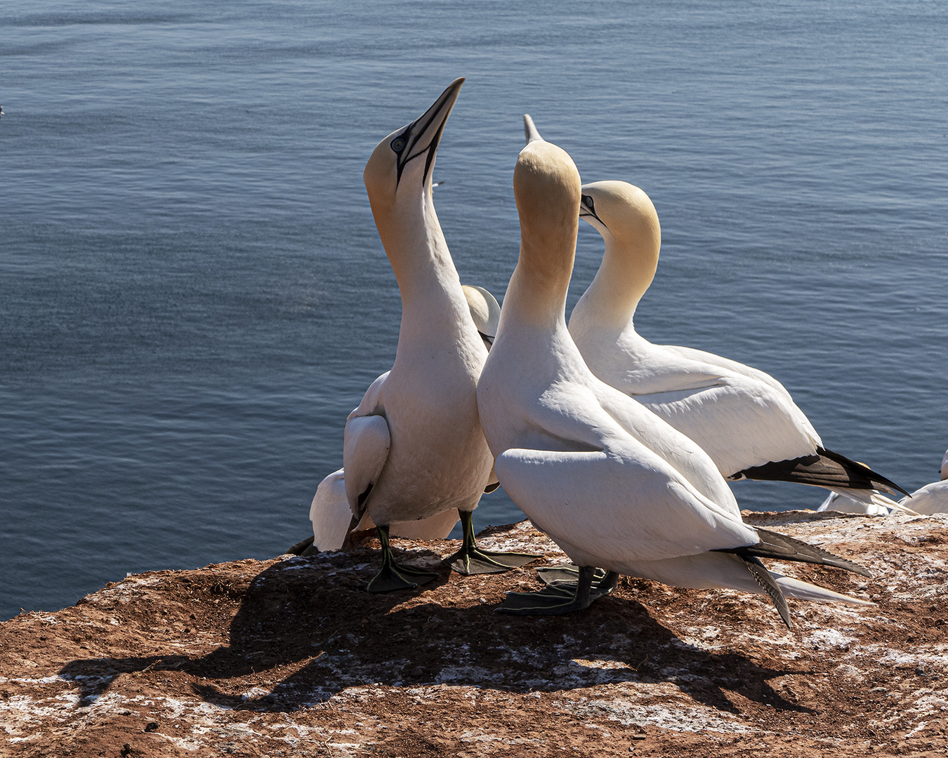 Basstölpel auf Helgoland