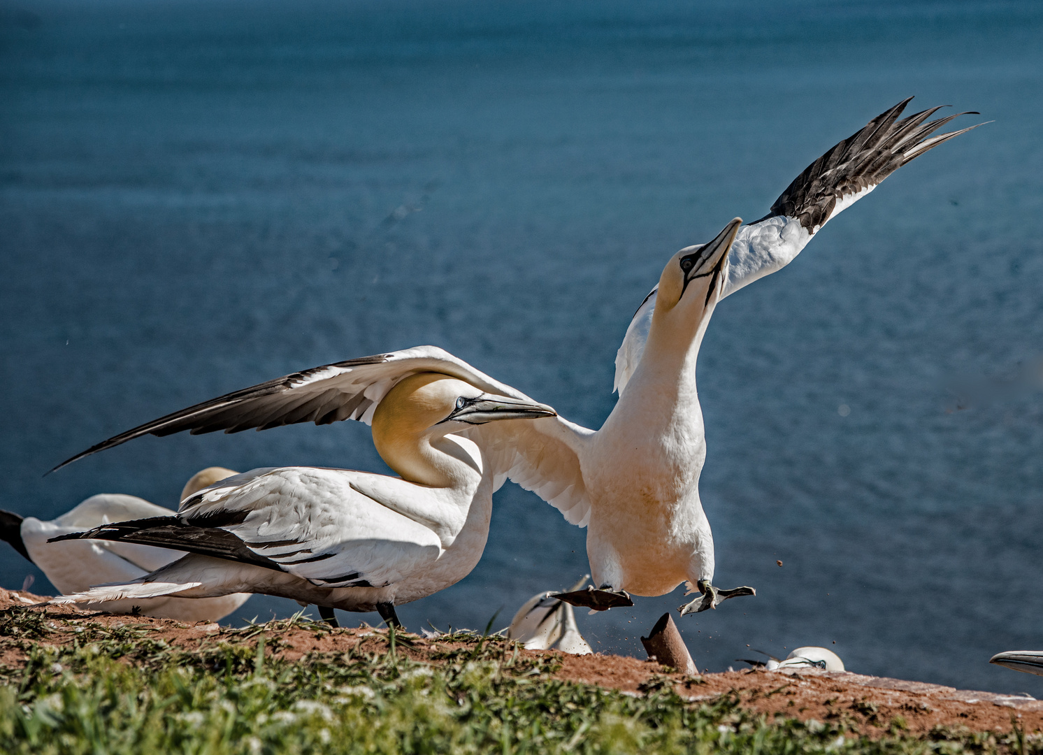 Basstölpel auf Helgoland