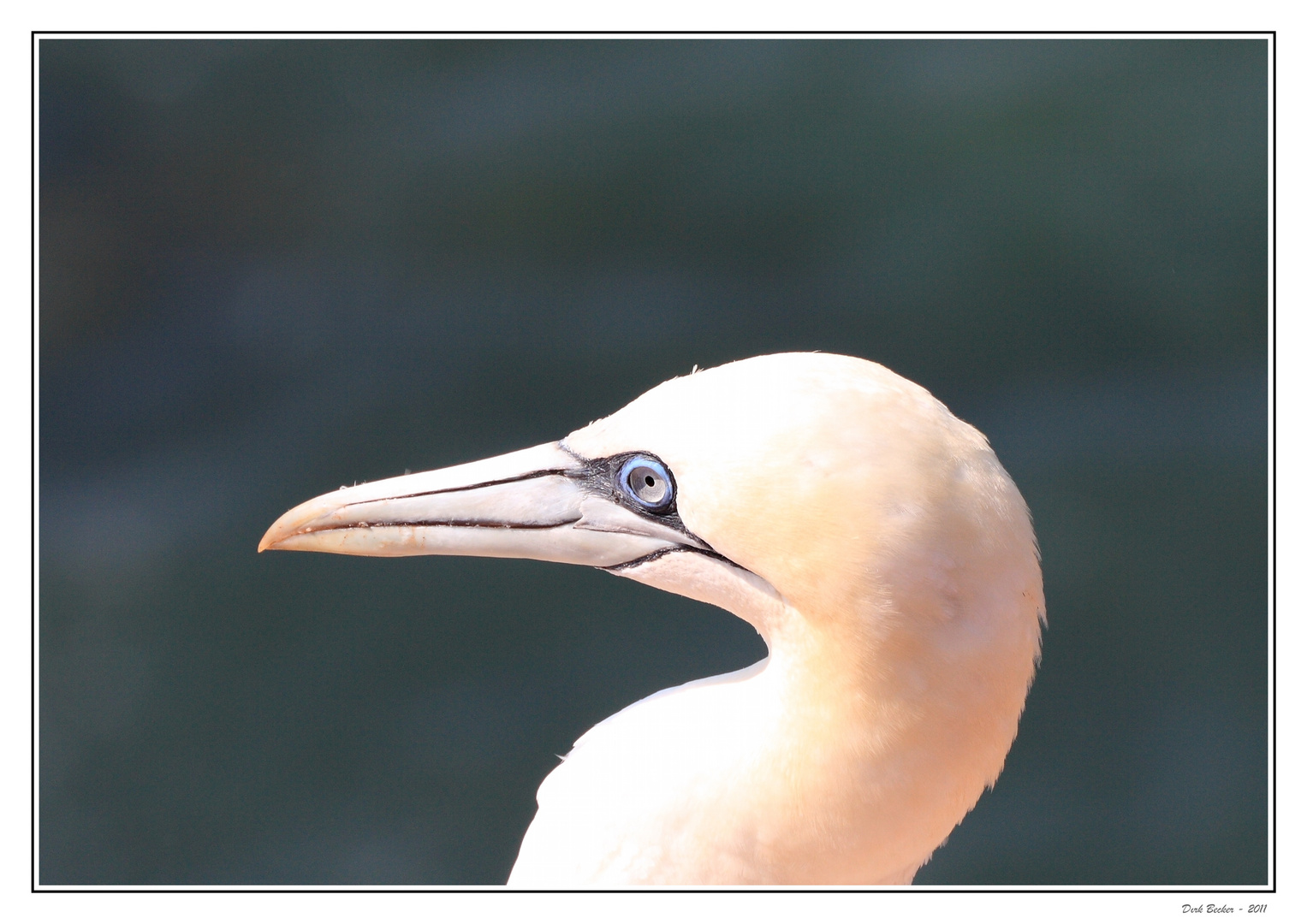 Basstölpel auf Helgoland