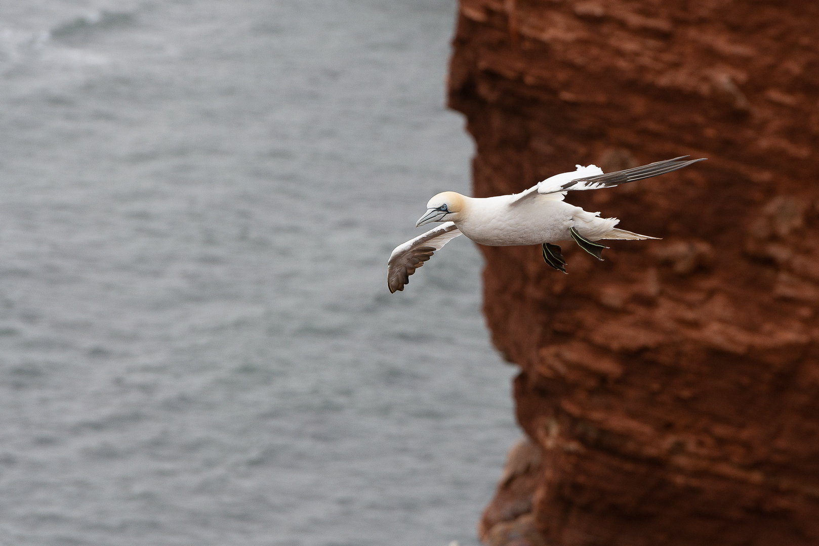 Basstölpel auf Helgoland