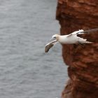 Basstölpel auf Helgoland