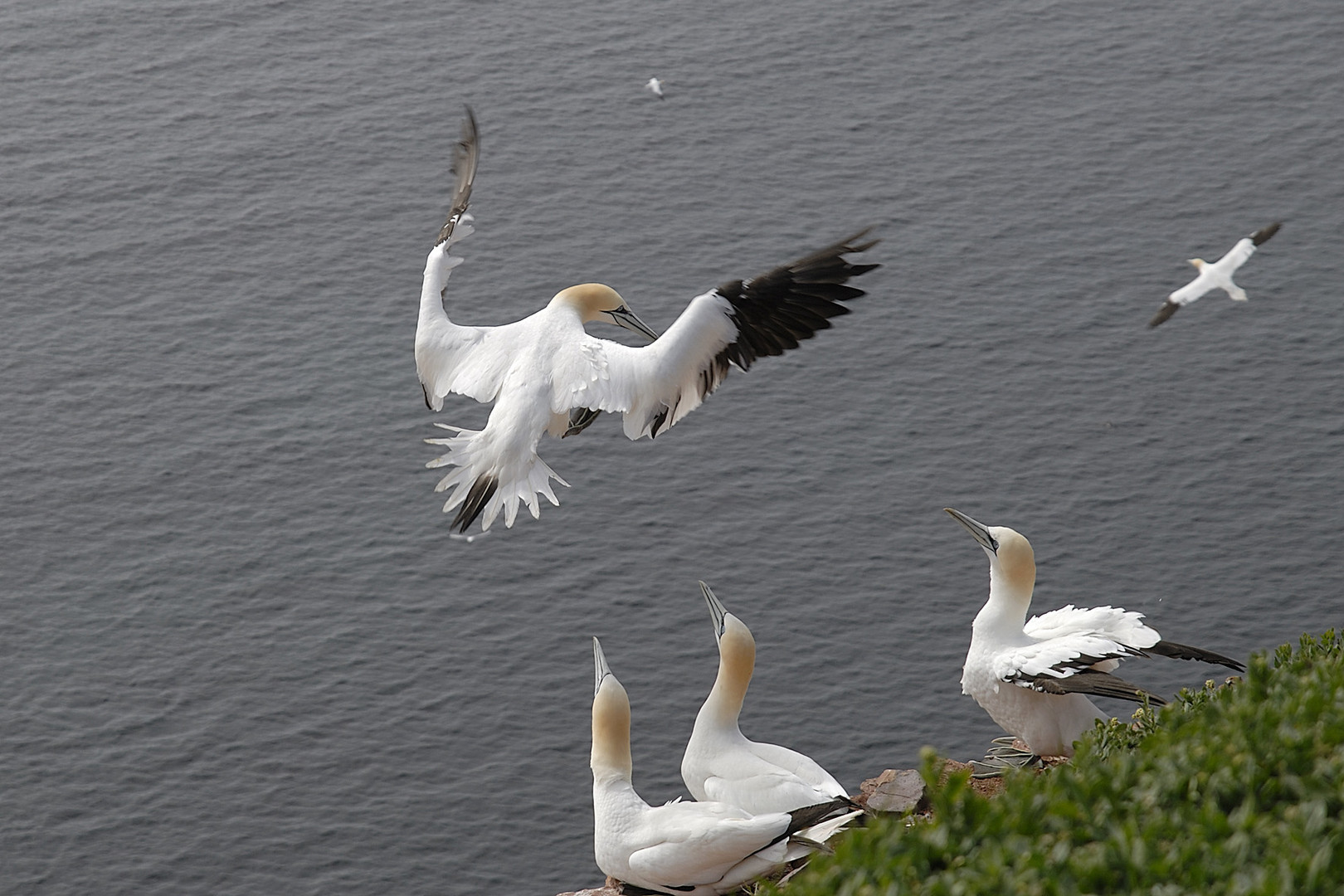 Basstölpel auf Helgoland