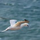 Basstölpel auf Helgoland