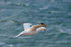 Basstölpel auf Helgoland