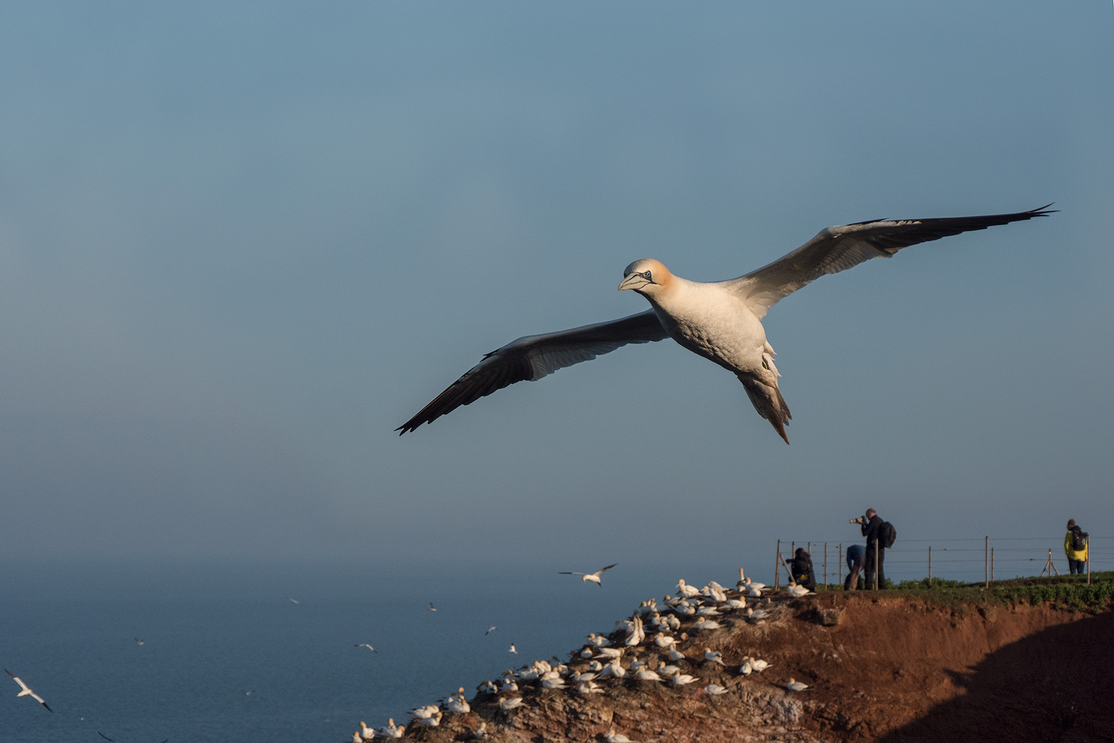 Basstölpel auf Helgoland