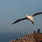 Basstölpel auf Helgoland