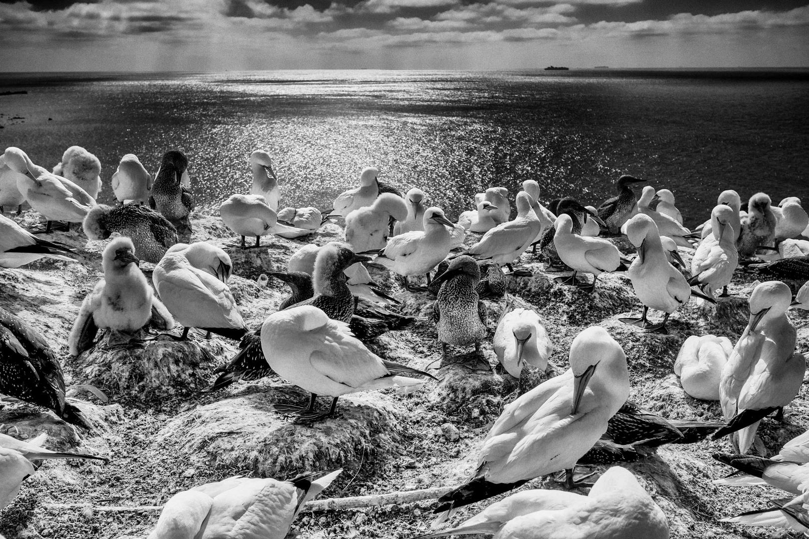 Basstölpel auf Helgoland