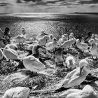 Basstölpel auf Helgoland