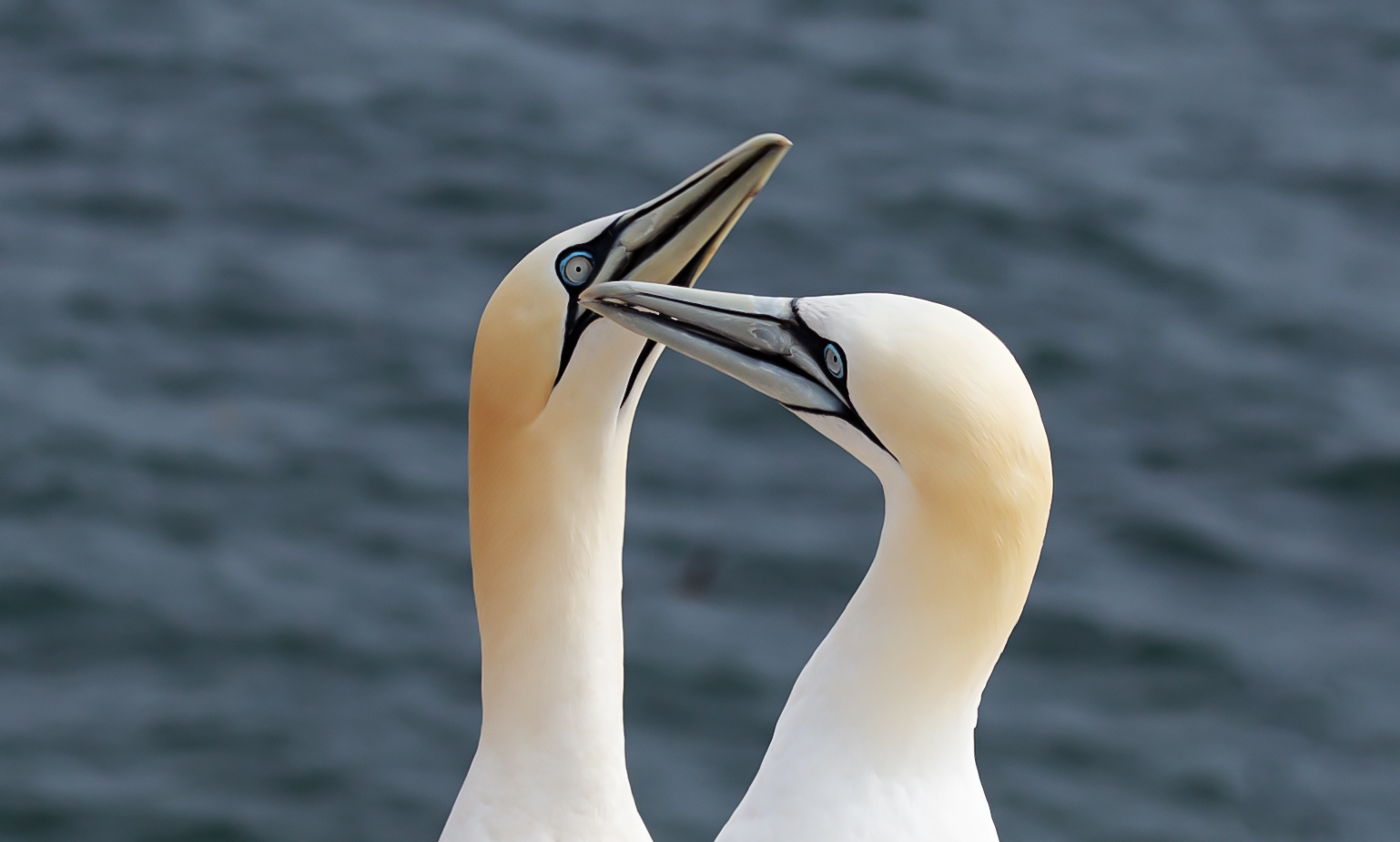 Basstölpel auf Helgoland