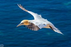 Basstölpel auf Helgoland