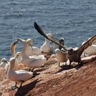 Baßtölpel auf Helgoland