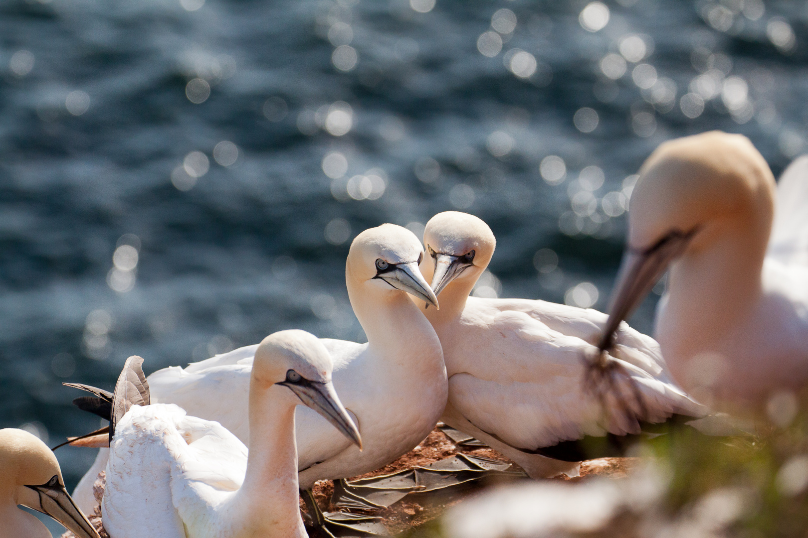 Basstölpel auf Helgoland