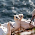 Basstölpel auf Helgoland