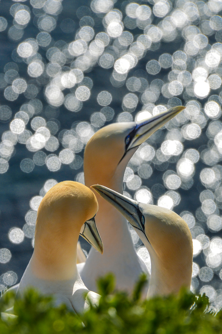 Basstölpel auf Helgoland