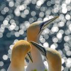 Basstölpel auf Helgoland