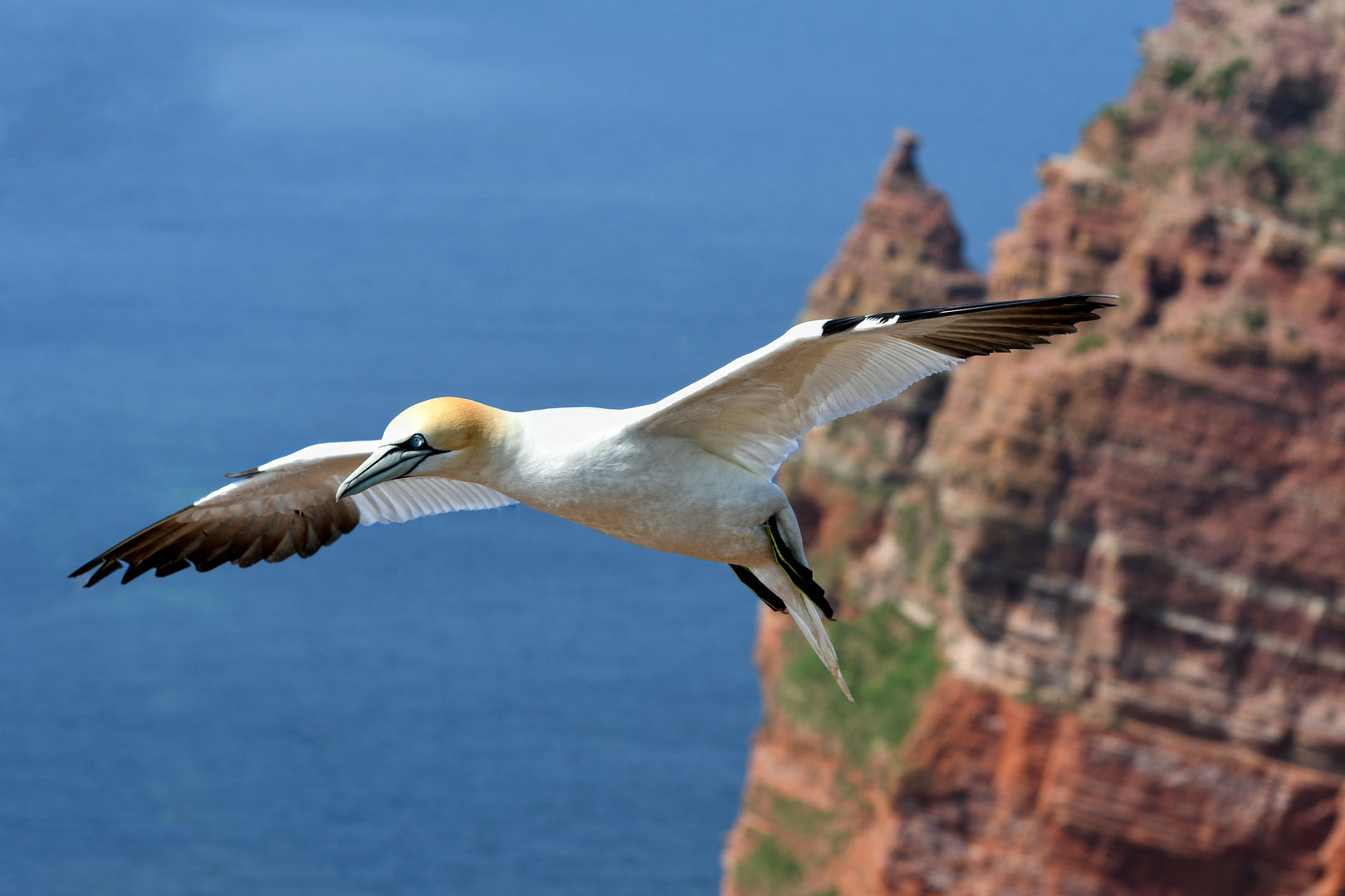 Basstölpel auf Helgoland