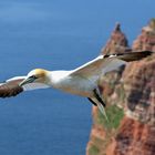 Basstölpel auf Helgoland