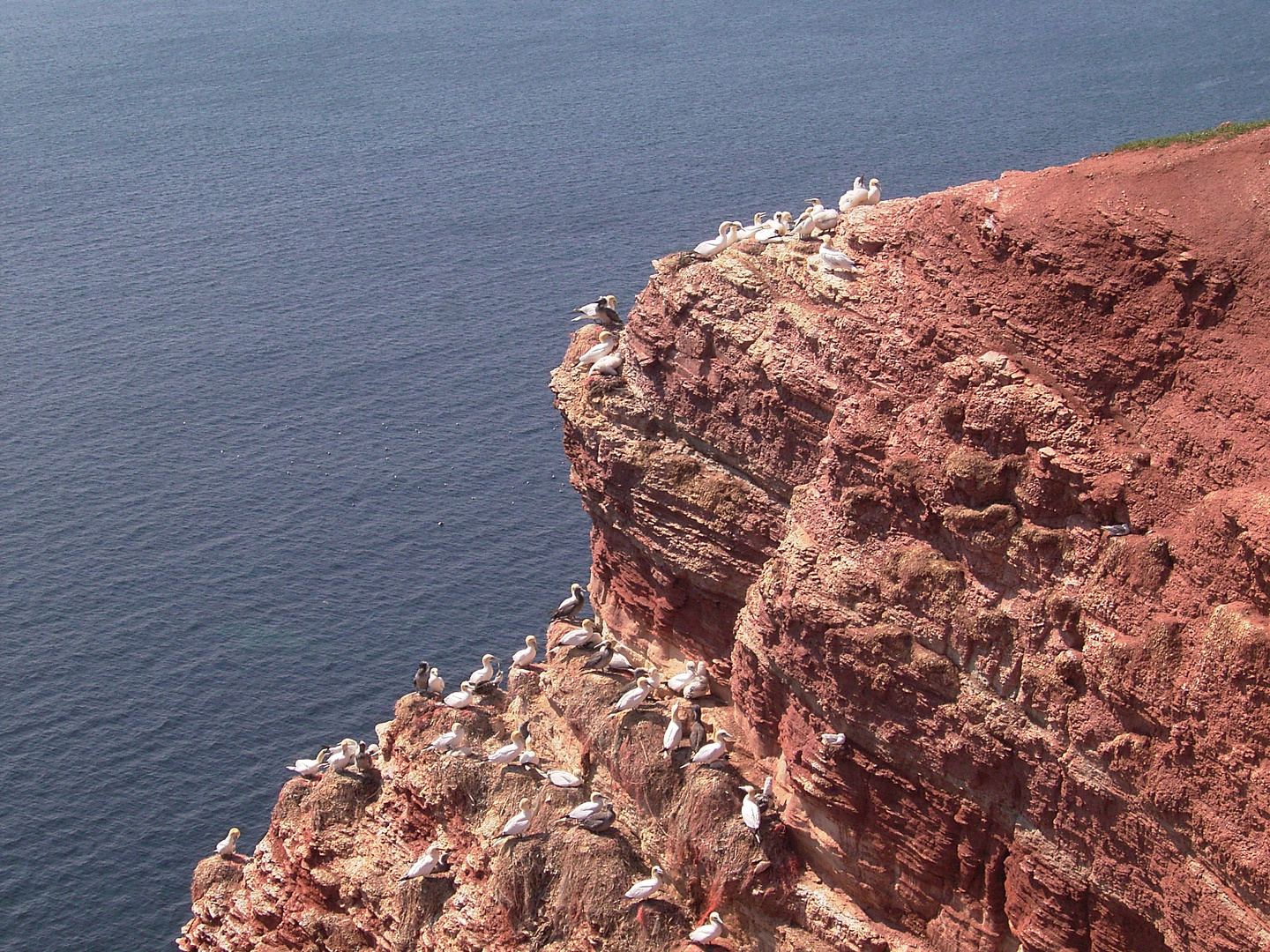 Basstölpel auf Helgoland