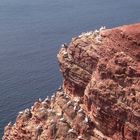 Basstölpel auf Helgoland