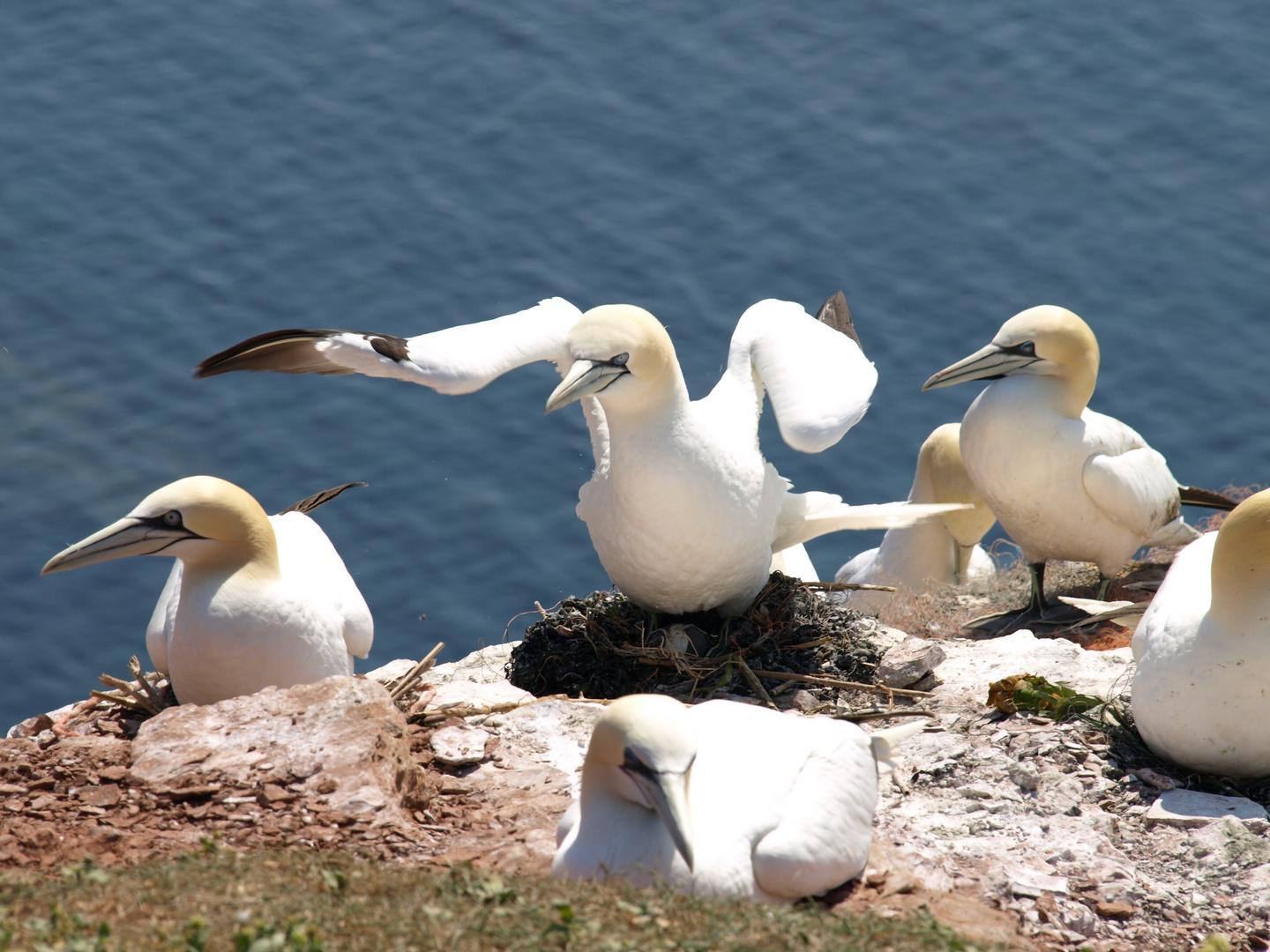 Basstölpel auf Helgoland