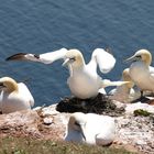 Basstölpel auf Helgoland