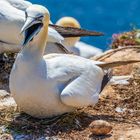 Basstölpel auf Helgoland