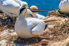 Basstölpel auf Helgoland