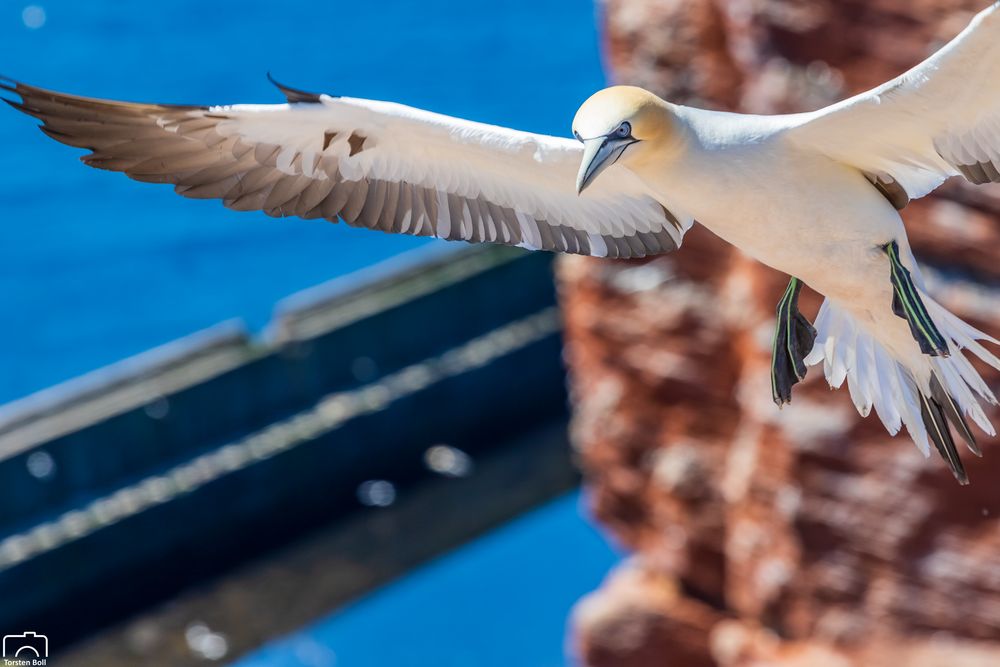 Basstölpel auf Helgoland