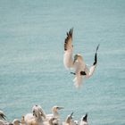 Basstölpel auf Helgoland