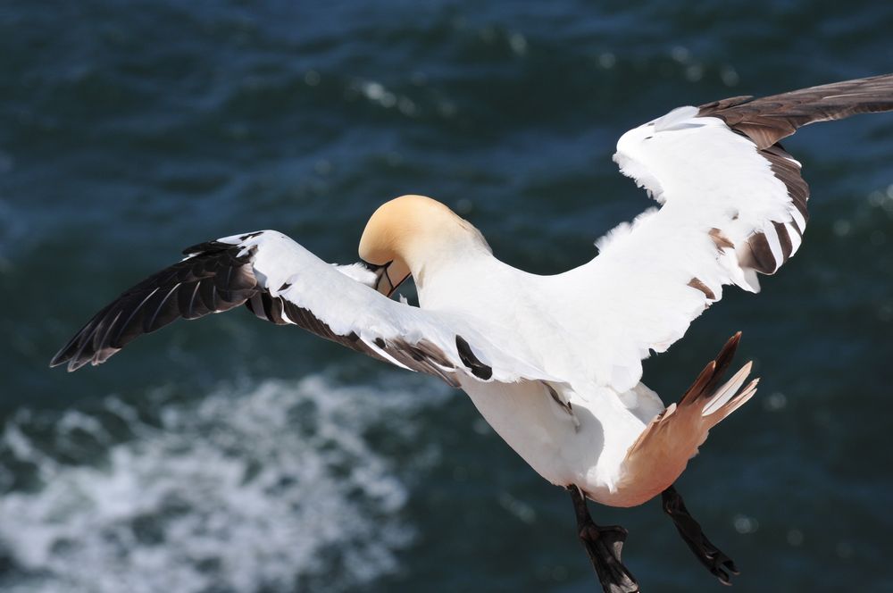 Basstölpel auf Helgoland