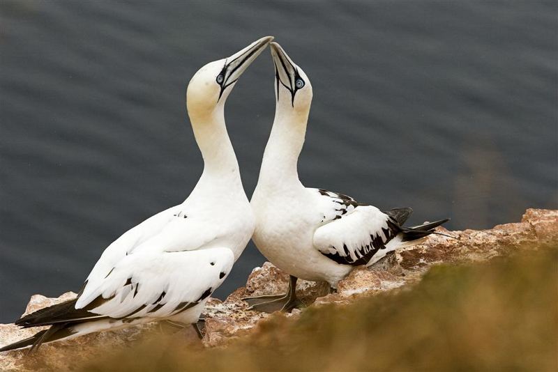 Basstölpel auf Helgoland