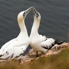 Basstölpel auf Helgoland