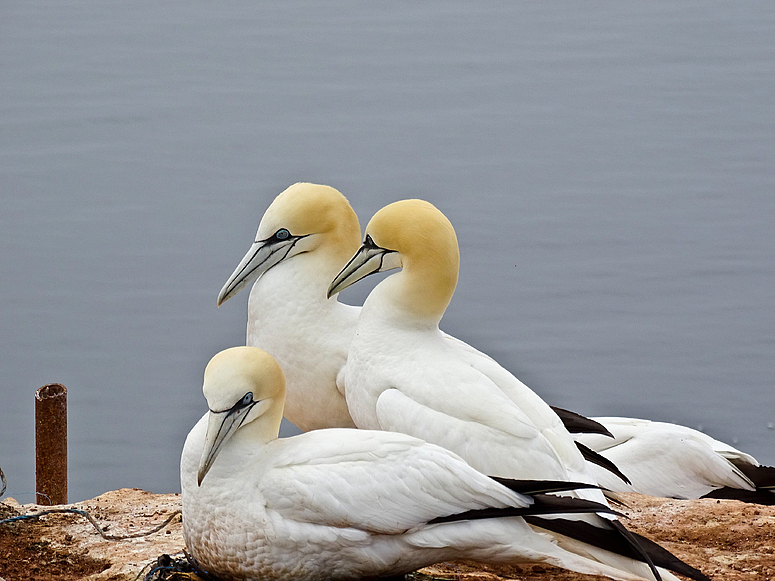 Basstölpel auf Helgoland