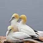 Basstölpel auf Helgoland