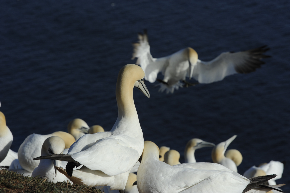 Basstölpel auf Helgoland II