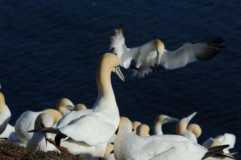 Basstölpel auf Helgoland II